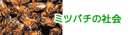 �~�c�o�`�̎Љ�