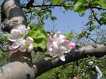 DSC01400.jpg 150×112 12K