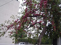 DSC01551.jpg 200×150 20K