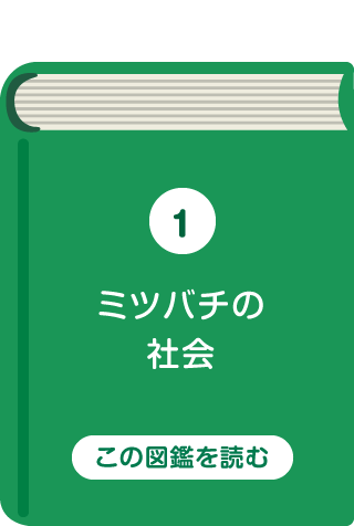 ミツバチの社会