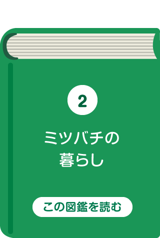 ミツバチの暮らし