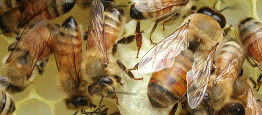 ミツバチ図鑑 ミツバチの社会 有限会社 大場養蜂園