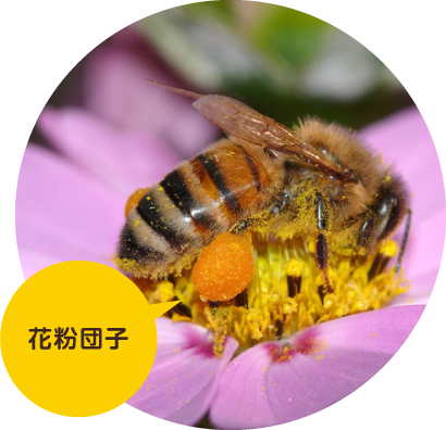 ミツバチ図鑑 ミツバチの贈り物 有限会社 大場養蜂園