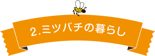 2.ミツバチの暮らし